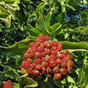 10 Galpinia transvaalica Seeds ~ Wild Pride of India - Indigenous South African Tree