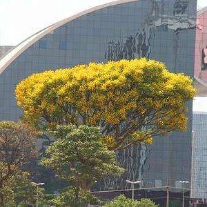 10 Schizolobium excelsum, Brazilian Fern Tree, Brazilian Fire-Tree, Yellow Jacaranda Seeds