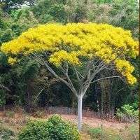 Schizolobium excelsum, Brazilian Fern Tree, Brazilian Fire-Tree, Yellow Jacaranda Seeds
