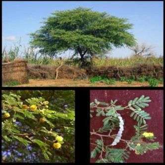 Scented-pod Acacia - Lekkerruikpeul (Acacia nilotica) Tree Seeds - Indigenous