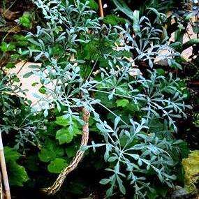 10 Cussonia transvaalensis Tree Seeds ~ Grey Cabbage Tree Seeds - Indigenous