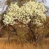 10 Dombeya rotundifolia Tree Seeds ~ Wild Pear, Drolpeer - Indigenous
