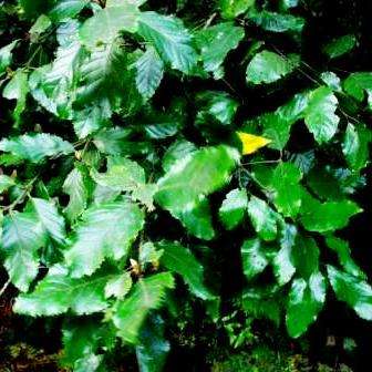 10 Curtisia dentata Seeds Cape Lancewood, Assegai Aphrodisiac Psychoactive Indigenous Evergreen Tree