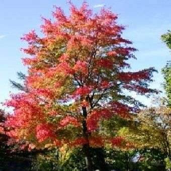 10 Red Maple, Swamp or Soft Maple (Acer rubrum) Tree Seeds - Exotic Frost Hardy