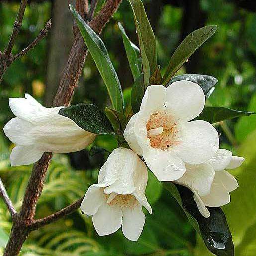 10 Rothmannia globosa Seeds ~ September bells, Bell Gardenia - Indigenous South African Tree - Shrub