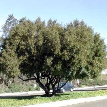 Rhus lancea Tree Seeds ~ Karee or Rooikaree - Indigenous - Frost Hardy - Evergreen