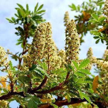 20 Oldwood or Ouhout Seeds ~ Leucosidea sericea Tree Seeds - Indigenous Large Shrub
