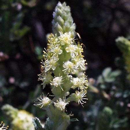 Leucosidea sericea Tree Seeds ~ Oldwood or Ouhout - Indigenous