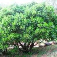 10 Ekebergia pterophylla Tree Seeds - Rock Ash, Rotsessenhout - Indigenous