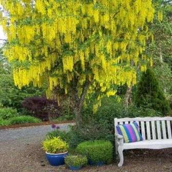Goldenrain Tree Seeds, Laburnum anagyroides - Goldenchain Tree Seed For Sale in South Africa