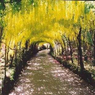 10 Goldenrain Tree Seeds, Laburnum anagyroides - Goldenchain Tree Seed For Sale in South Africa
