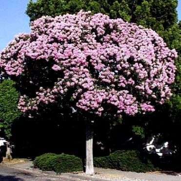 3 FRESH Cape Chestnut Tree Seeds - Calodendrum capense - Indigenous