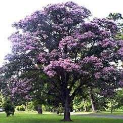 Cape Chestnut Tree Seeds - Calodendrum capense - Indigenous