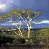 Sneezewood Tree Seeds ~ Ptaeroxylon obliquum Seeds - Nieshout - Indigenous