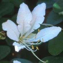 10 Bauhinia bowkeri Tree Seeds - Kei White Bauhinia, Keibeesklou - Indigenous