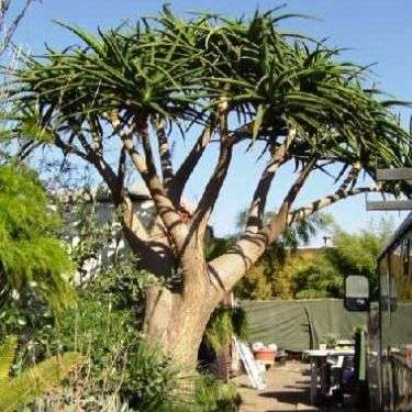 10 Tree Aloe ~ Aloe barberae Seeds - Indigenous Succulents