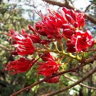 10 Karoo boer-bean - Schotia brachypetala Seeds - Indigenous South African Tree Seeds - Boom Saad