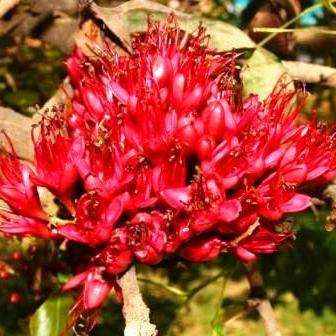 Karoo boer-bean - Schotia brachypetala Tree Seeds - Indigenous