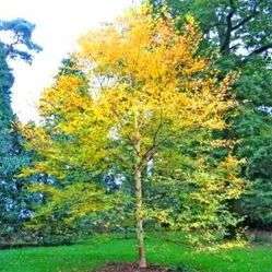 Betula papyrifera Tree Seeds ~ Paper birch, Canoe birch, American white birch
