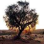 Acacia haematoxylon (Grey Camel Thorn of Vaalkameeldoring) Indigenous Tree Seeds
