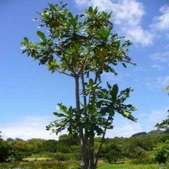 10 Anthocleista grandiflora Tree Seeds - Forest Fever Tree