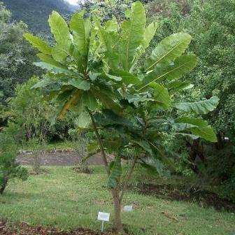 Anthocleista grandiflora Tree Seeds - Forest Fever Tree