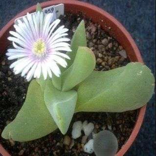Gibbaeum velutinum Seeds - Indigenous Succulents