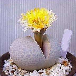 5 Dinteranthus pole-evansii Seeds - Indigenous South African Succulents