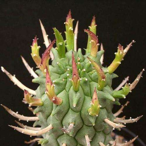 10 RARE SEEDS Euphorbia schoenlandii - Indigenous Succulents