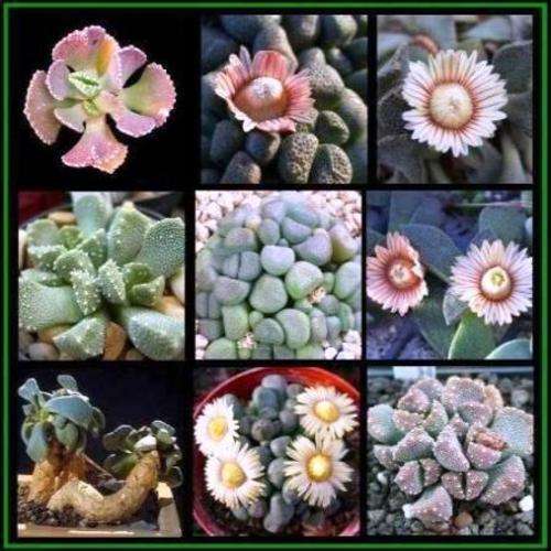 Aloinopsis Succulents Seeds Variety Pack of 8 Species-80 Seeds - Indigenous