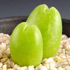 10 Gibbaeum cryptopodium Seeds - Indigenous Succulents