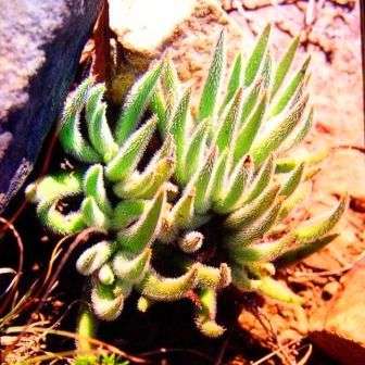 10 Crassula mesembryanthemoides - Doubossie Seeds - Indigenous Succulents