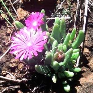 10 Delosperma lavisiae Seeds - Indigenous Succulents