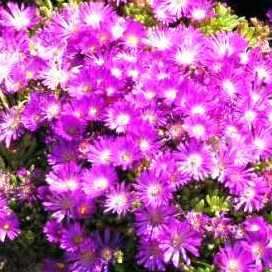 Delosperma lavisiae Seeds - Indigenous Succulents