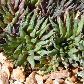 5 Haworthia angustifolia Seeds - Indigenous - Buy Seeds For Succulents From South Africa