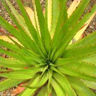 10 Aloe pretoriensis Seeds - Indigenous Succulents