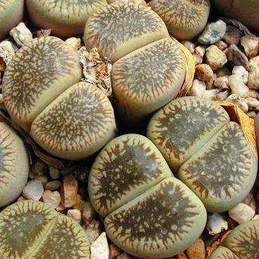 10 Lithops aucampiae var fluminalis Seeds - Stoneplants - Indigenous Succulents