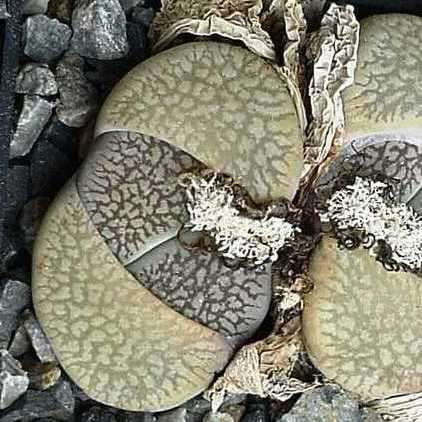 20 Lithops aucampiae var fluminalis Seeds - Buy Seeds for Indigenous South African Succulents