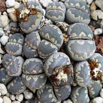 Lithops otzeniana Seeds - Stoneplants - Indigenous Succulents
