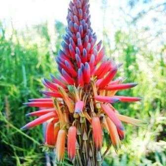 5 Aloe framesii Seeds - Indigenous South African Aloe Seeds To Buy in South Africa - Succulents