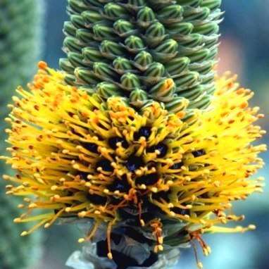 5 Aloe spicata Seeds - Indigenous South African Succulent Seeds for Sale in South Africa
