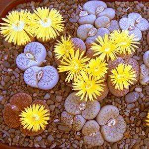 Stoneplants Species Mixed Seeds - Lithops - Indigenous Succulents