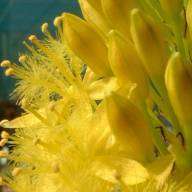 Rooiwortel (Bulbine latifolia) Seeds - Indigenous Succulents