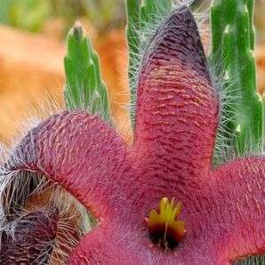 10 Stapelia grandiflora Seeds - Indigenous Succulents