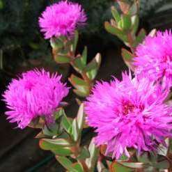 10 Paarl roosvygie Seeds - Erepsia lacera - Indigenous Succulents