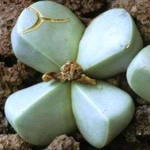 Argyroderma ringens Seeds - Indigenous Succulents
