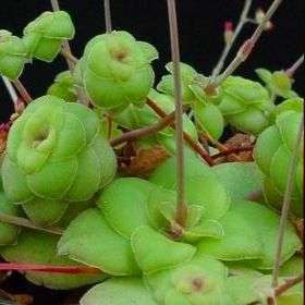 10 Crassula orbicularis Seeds - Indigenous Succulents