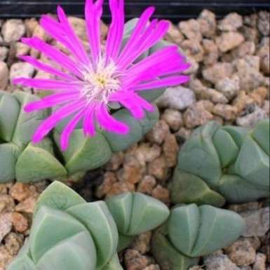 Gibbaeum species mixed Seeds - Indigenous South African Succulents