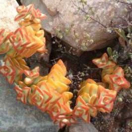 10 Crassula rupestris (Kebab Bush) Seeds - Indigenous Succulents