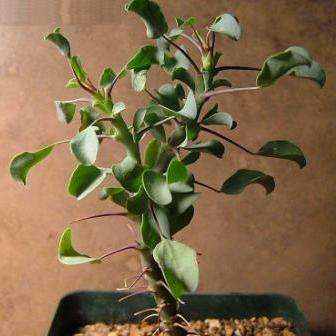10 Sarcocaulon l'heritieri Seeds - Bushman Candle - Indigenous - Buy Succulents From Africa